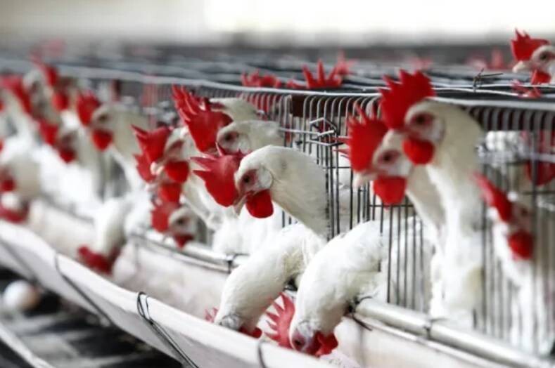Филиппины запрещают импорт птицеводческой продукции из Австралии из-за вспышки птичьего гриппа