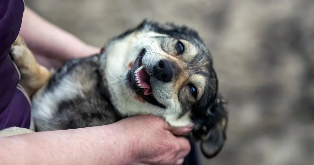 Филиппинская авиакомпания запустила услугу перевозки собак