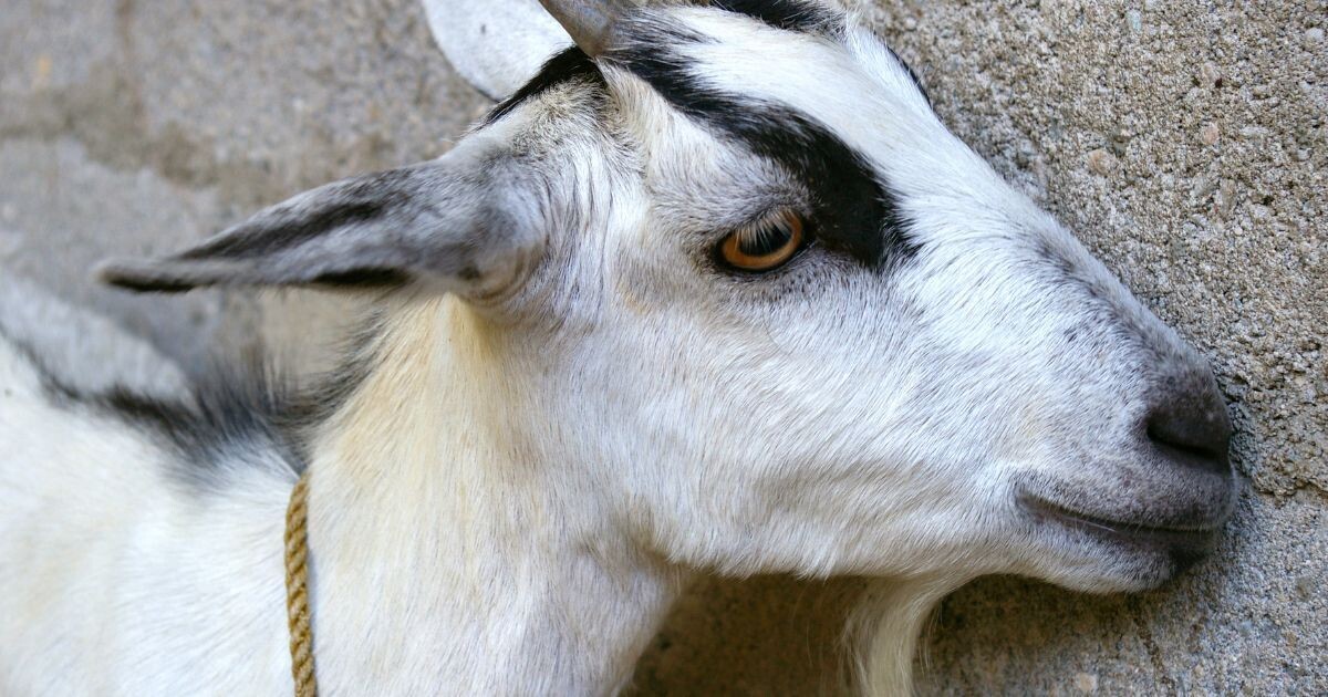 Филиппины зафиксировали первый случай лихорадки Кю