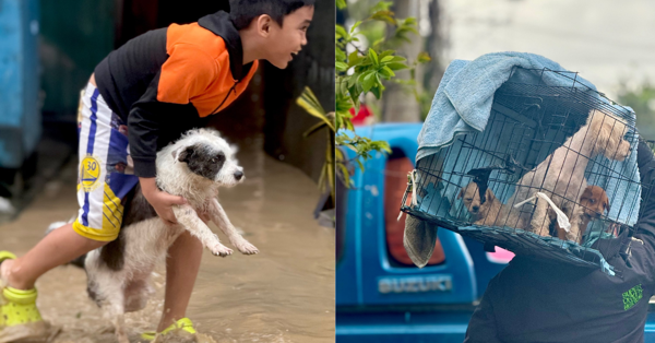 Жители Талисея спасают питомцев во время тайфуна