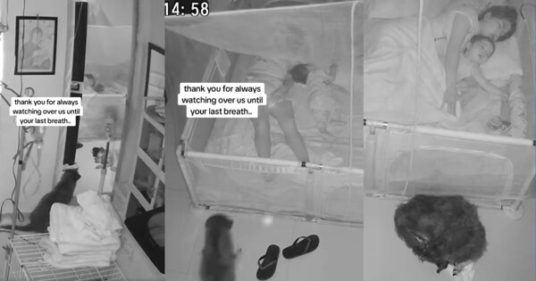 Разрывающее сердце прощание: Собака прощается со своей хозяйкой