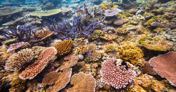 Расследование вандализма кораллов на острове Панглао